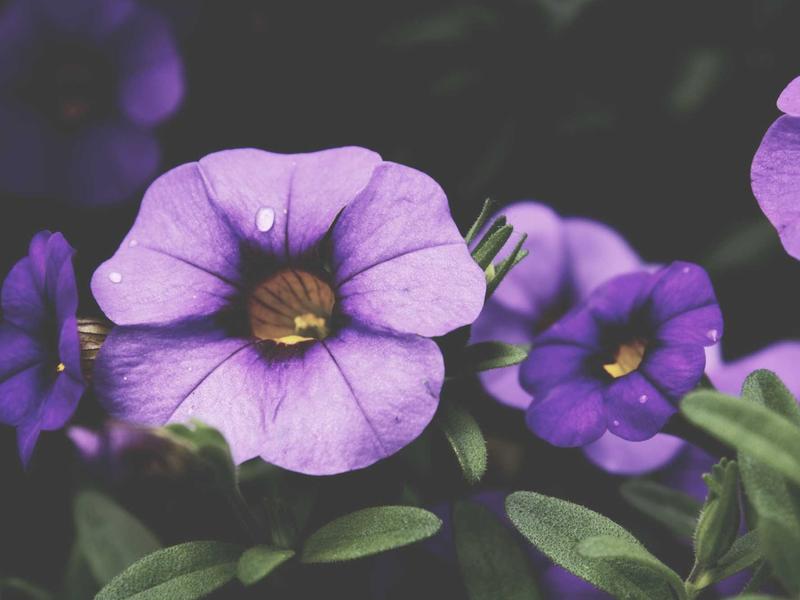 sudoku value pack screenshot 4